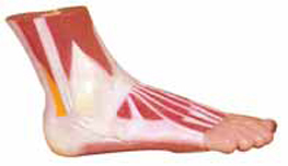 Muscles of Foot